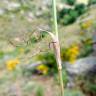 Fotografia 5 da espécie Conopodium subcarneum do Jardim Botânico UTAD