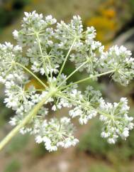 Conopodium subcarneum