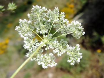 Fotografia da espécie Conopodium subcarneum