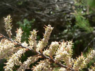 Fotografia da espécie Tamarix africana