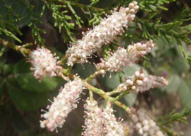 Fotografia da espécie Tamarix africana