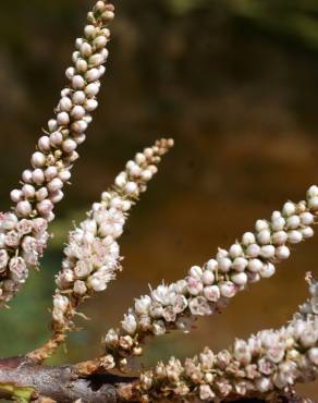 Fotografia 12 da espécie Tamarix africana no Jardim Botânico UTAD