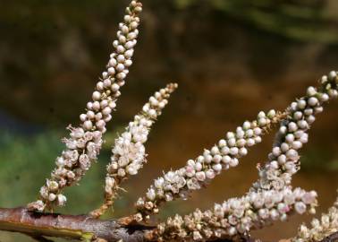 Fotografia da espécie Tamarix africana