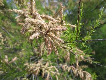 Fotografia da espécie Tamarix africana