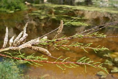 Fotografia da espécie Tamarix africana