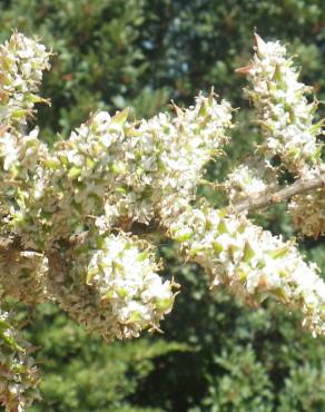 Fotografia 15 da espécie Tamarix africana no Jardim Botânico UTAD