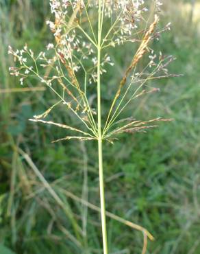 Fotografia 6 da espécie Agrostis capillaris no Jardim Botânico UTAD