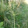 Fotografia 6 da espécie Agrostis capillaris do Jardim Botânico UTAD