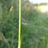 Fotografia 8 da espécie Agrostis capillaris do Jardim Botânico UTAD