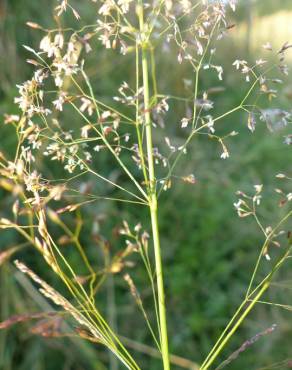 Fotografia 9 da espécie Agrostis capillaris no Jardim Botânico UTAD