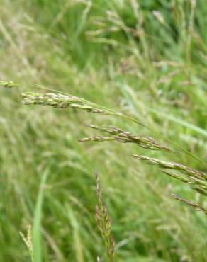 Fotografia 10 da espécie Agrostis capillaris no Jardim Botânico UTAD