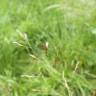 Fotografia 11 da espécie Agrostis capillaris do Jardim Botânico UTAD