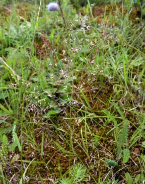 Fotografia 12 da espécie Agrostis capillaris no Jardim Botânico UTAD