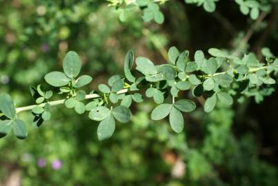 Fotografia da espécie Adenocarpus anisochilus