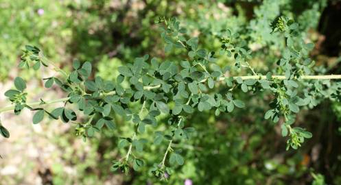 Fotografia da espécie Adenocarpus anisochilus