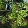 Fotografia 7 da espécie Abies grandis do Jardim Botânico UTAD