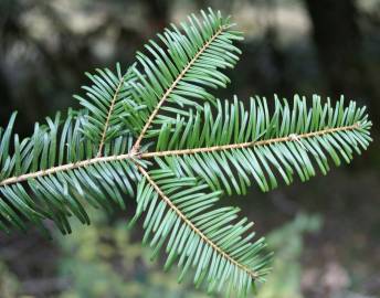 Fotografia da espécie Abies grandis