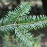 Fotografia 9 da espécie Abies grandis do Jardim Botânico UTAD