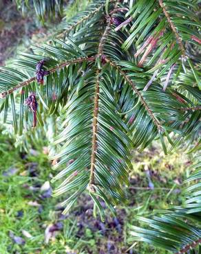 Fotografia 10 da espécie Abies grandis no Jardim Botânico UTAD