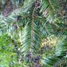 Fotografia 10 da espécie Abies grandis do Jardim Botânico UTAD