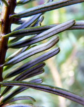 Fotografia 11 da espécie Abies grandis no Jardim Botânico UTAD
