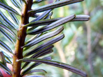 Fotografia da espécie Abies grandis