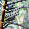 Fotografia 11 da espécie Abies grandis do Jardim Botânico UTAD