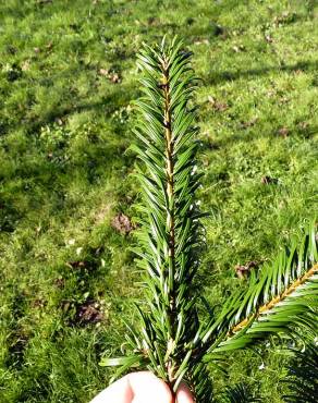 Fotografia 12 da espécie Abies grandis no Jardim Botânico UTAD