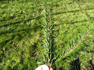 Fotografia da espécie Abies grandis