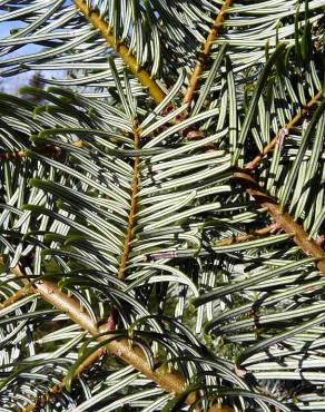 Fotografia 13 da espécie Abies grandis no Jardim Botânico UTAD