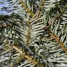 Fotografia 13 da espécie Abies grandis do Jardim Botânico UTAD