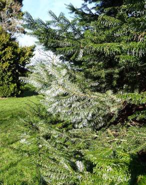 Fotografia 14 da espécie Abies grandis no Jardim Botânico UTAD