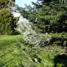 Fotografia 14 da espécie Abies grandis do Jardim Botânico UTAD