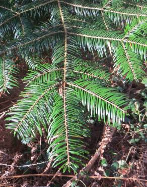 Fotografia 16 da espécie Abies grandis no Jardim Botânico UTAD