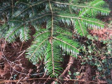 Fotografia da espécie Abies grandis