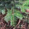 Fotografia 16 da espécie Abies grandis do Jardim Botânico UTAD