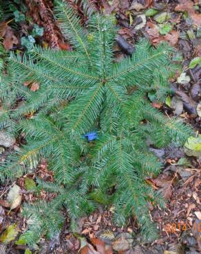 Fotografia 17 da espécie Abies grandis no Jardim Botânico UTAD