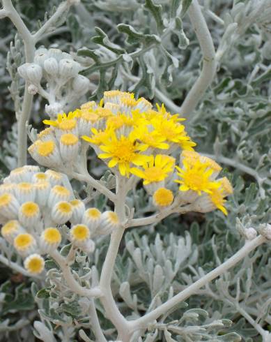 Fotografia de capa Jacobaea maritima - do Jardim Botânico