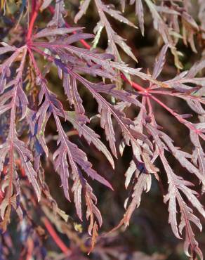 Fotografia 10 da espécie Acer palmatum var. dissectum no Jardim Botânico UTAD