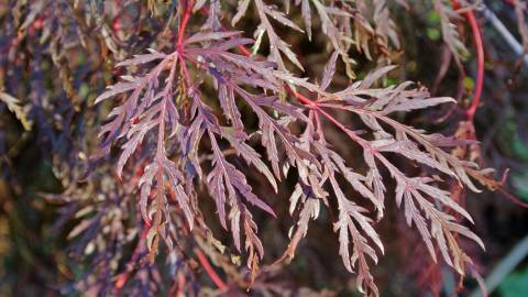 Fotografia da espécie Acer palmatum var. dissectum