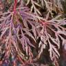 Fotografia 10 da espécie Acer palmatum var. dissectum do Jardim Botânico UTAD