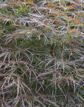 Fotografia 11 da espécie Acer palmatum var. dissectum no Jardim Botânico UTAD