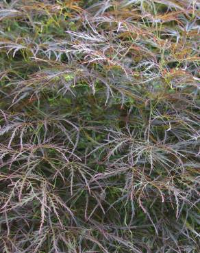 Fotografia 11 da espécie Acer palmatum var. dissectum no Jardim Botânico UTAD