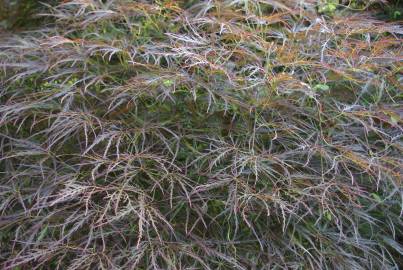 Fotografia da espécie Acer palmatum var. dissectum