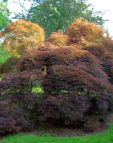 Fotografia de capa Acer palmatum var. dissectum - do Jardim Botânico