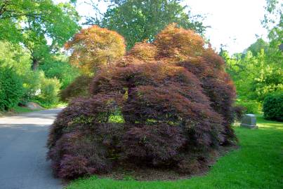 Fotografia da espécie Acer palmatum var. dissectum