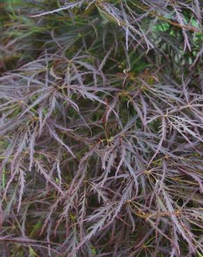 Fotografia 12 da espécie Acer palmatum var. dissectum no Jardim Botânico UTAD