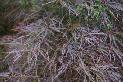 Fotografia da espécie Acer palmatum var. dissectum