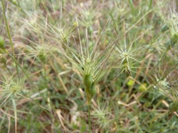 Fotografia da espécie Aegilops geniculata