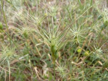 Fotografia da espécie Aegilops geniculata